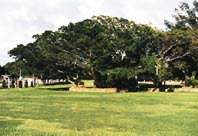 gajumaru tree