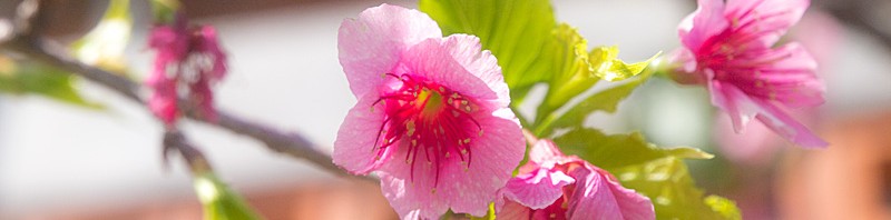 sakura02_jica130217